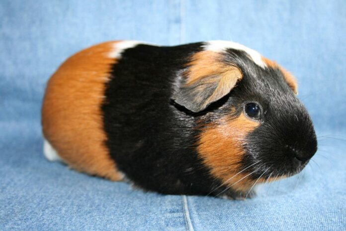 Guinea Pig