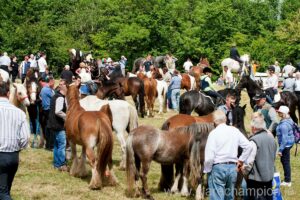 A busy scene at the Fair of Spancilhill. Photograph by Arthur Ellis