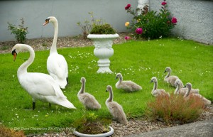 The swan couple with their seven signets exploring the Kelleher family's front garden at Clareabbey, Clarecastle after arriving there on Sunday afternoon. Photograph by John Kelly.