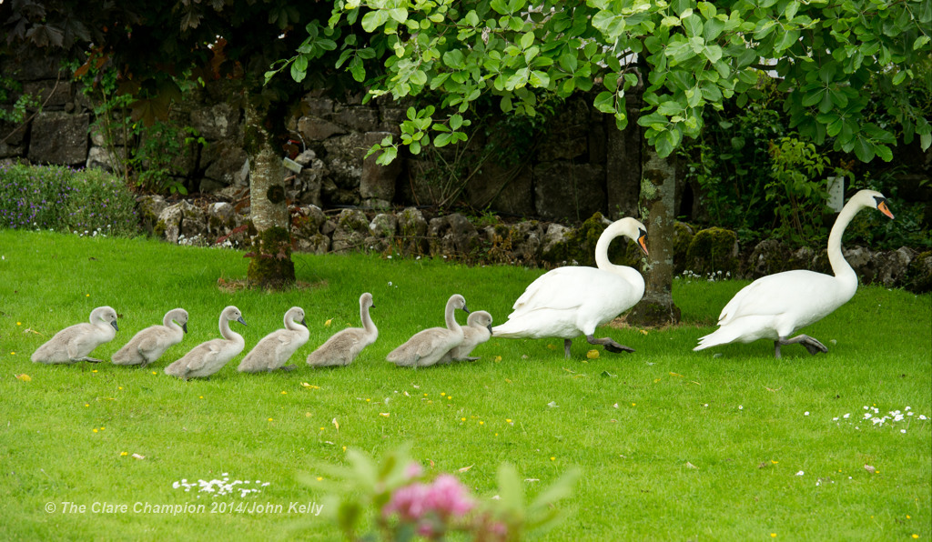 The swan couple with their seven signets exploring the Kelleher family's front garden at Clareabbey, Clarecastle after arriving there on Sunday afternoon. Photograph by John Kelly.