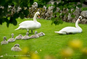 The swan couple with their seven signets exploring the Kelleher family's front garden at Clareabbey, Clarecastle after arriving there on Sunday afternoon. Photograph by John Kelly.