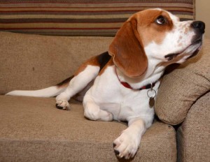 Charlie relaxes on the couch