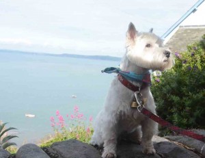 Daisy posing above Clovelly harbour.