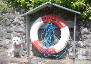 Daisy at Porlock Weir.