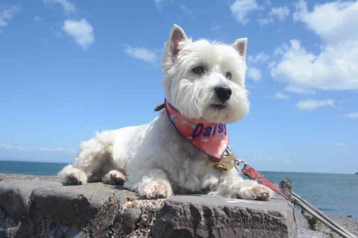 Daisy posing at Porlock Weir.