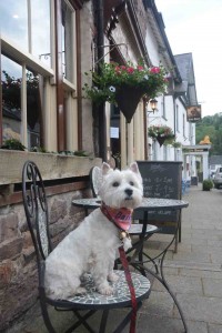 Daisy outside Woods Restaurant in Dulverton.