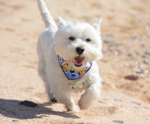 Daisy enjoys the beach at Constantine Bay.