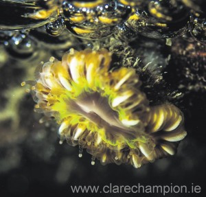 More of the marine life to be found in Kilkee. Photographs by Martin Kiely. 