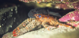 Some of the marine life visible in Kilkee.