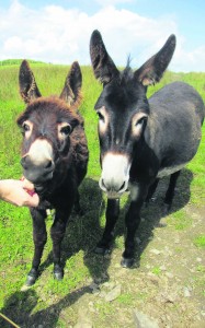 The donkeys got a few nibbles from the walkers.