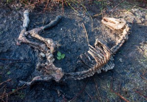 160115 A horse carcass in a field near Ballinruan on Friday.Pic Arthur Ellis.