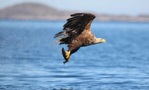 The White-tailed sea eagle. Photograph by Valerie O'Sullivan.