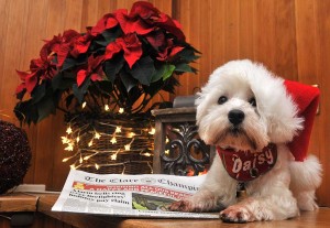 The photo that started it all - The spirit of Christmas.