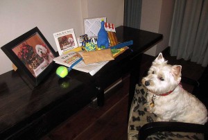 Checking out all my goodies on the tray.