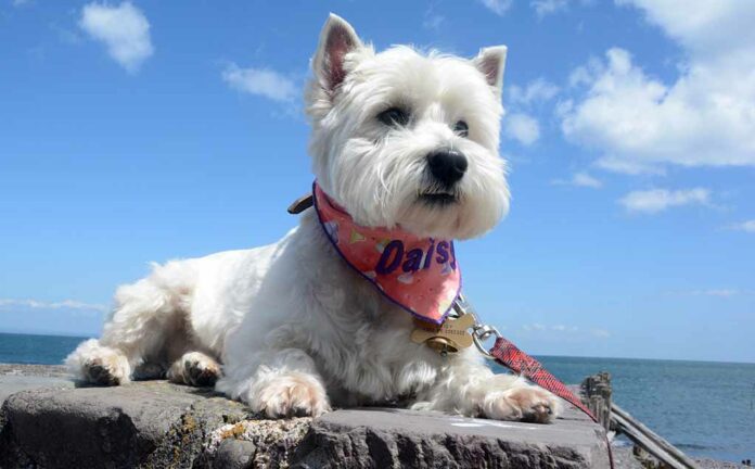 Daisy on holidays in Cornwall last year.