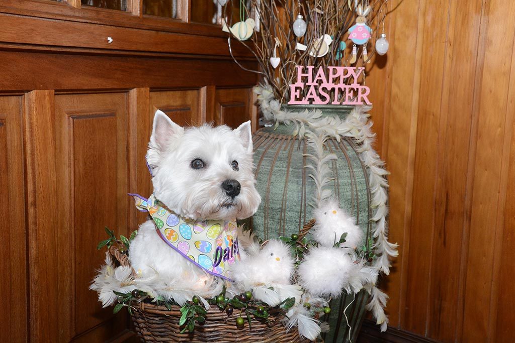 Daisy wishes everyone a Happy Easter and reminds us not to feed chocolate to dogs.