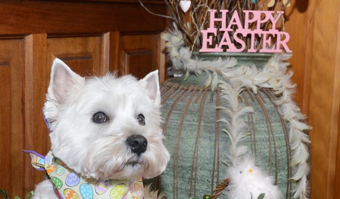 Happy Easter from Daisy