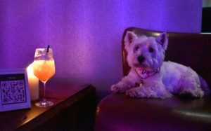 Even though the Westie wasn't allowed into the West Restaurant, I was allowed to sample (or at least gaze at) a cocktail in the ballroom.