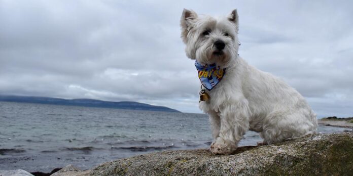 Daisy enjoying the view over Galway Bay toward the Clare coast.