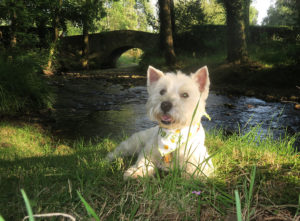 Relaxing by the brook.