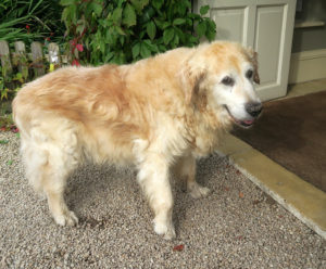 Oscar, the resident dog, made an appearance on the final morning.