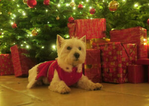 Posing by the tree in BrookLodge.