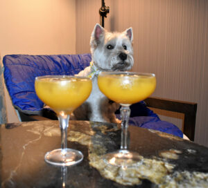 Daisy really fancied the cocktails