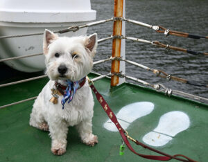 Enjoying the Killary Harbour Cruise