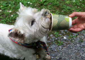 A final dogguccino at Coole Park to finish the holiday