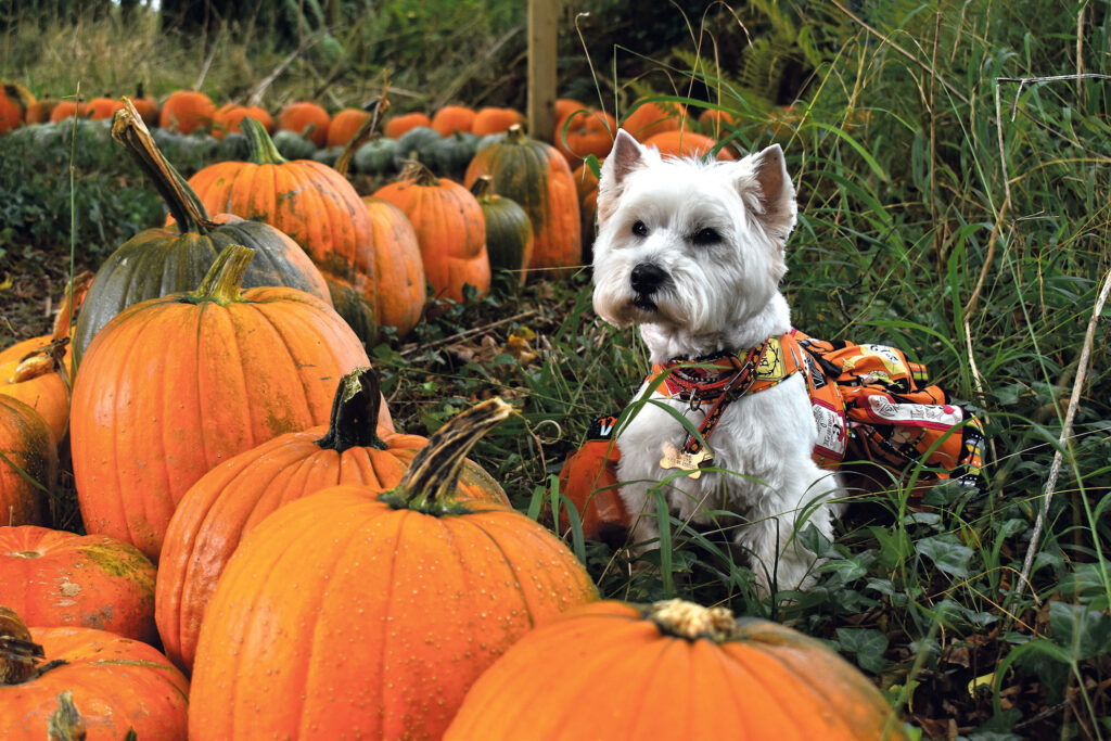 Daisy in the Pumpkin Patch at Ballycross Farm.