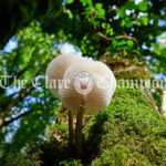 Autumn scenes at Ballybeg Woods, Clarecastle