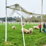 Sheep grazing on Lissycasey GAA pitch