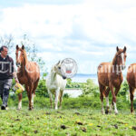 Man with horses at Ballynacally