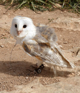 Stella, the owl, on the cliffs above the Blue Grotto.