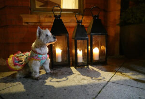 Looking lovely in the lamplight.