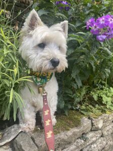 I really loved Lucy's Tearooms.