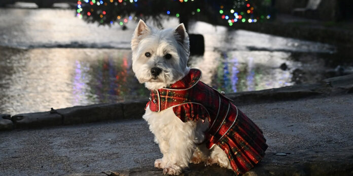 Daisy poses by the tree in Bourton-on-the-Water.