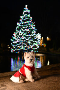 Posing by the Christmas tree in Bourton-on-the-Water.