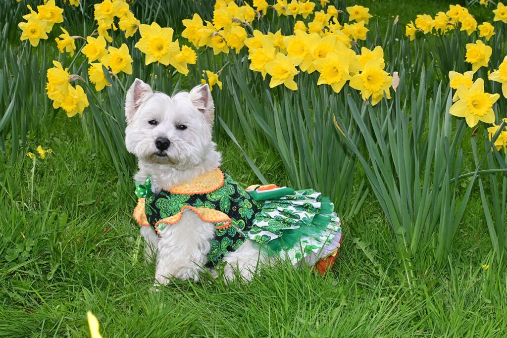 Among the daffodils and dreaming of the stage.