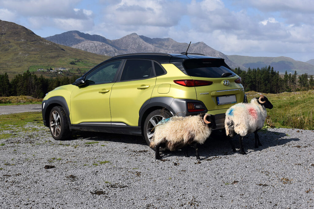 Sheep attempting to herd a car near Mam Ean.