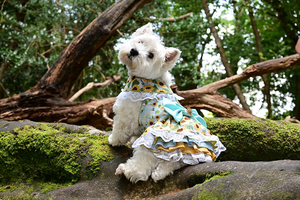 A final photo session at Barna Woods.