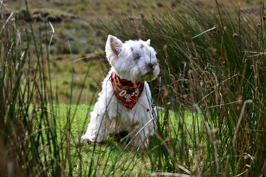 Windswept and interesting in Connemara.