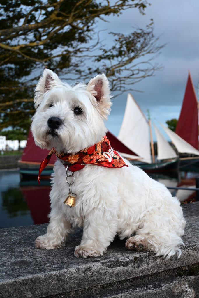 Posing by the Galway Hookers at The Claddagh before the Culture Night performance.