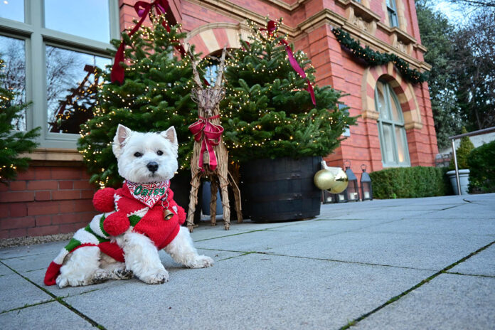 Posing outside Dylan in my elf outfit.