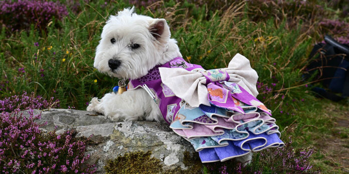 On the Hill of Stanes with my Heilan Coo dress.